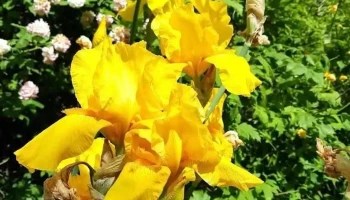 Ansamble - Blanquefort