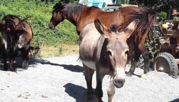 Lu Boirador - 87230 Dournazac