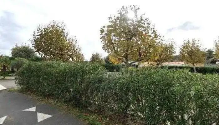 Aromae -    Le Cormoran Tout - Ars-en-ré