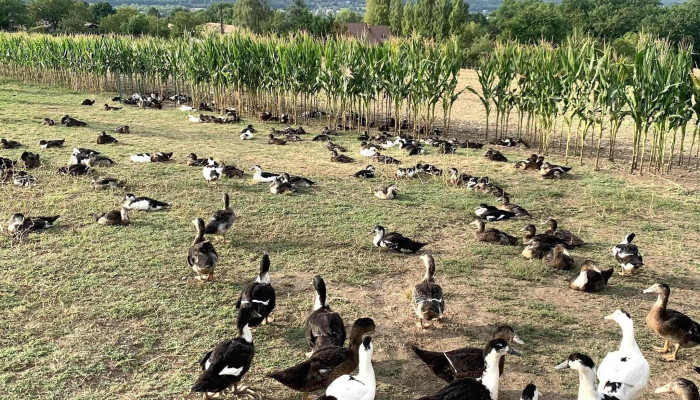 La Ferme De Grande Maison -  Restaurant Francais - Boulazac Isle Manoire