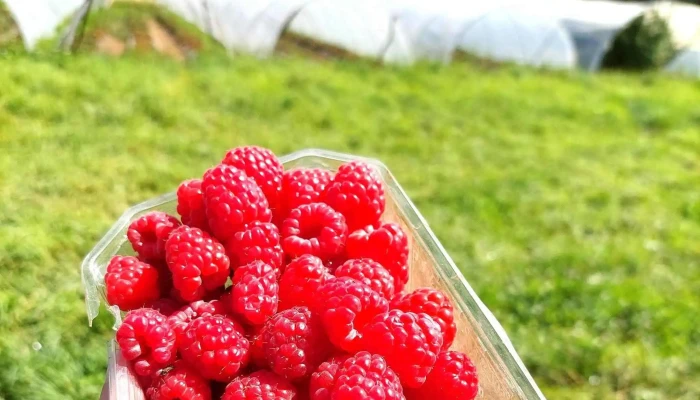 Vente A La Ferme Teillet Instagram - Boulazac Isle Manoire